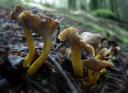 Chanterelle en tube - cantharellus taptoulaformis