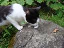 Chat réunionais - Stone Licking