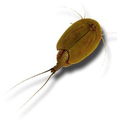 Triops cancriformis : grand triops