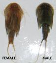 Male et femmelle triops