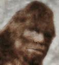 La photo de Bigfoot, ou sasquatch