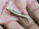 Un Brookesia tient dans la main