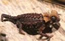 Le caméléon nain à casque Brookesia perarmata