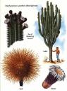 Trichocereus pachanoi le cactus de san pedro