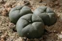 Le Lophophora williamsii connu sous le nom de peyotl ou peyotle