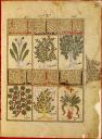Quelques plantes de la thériaque