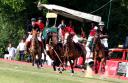 Le polo est un cousin du boskachi, un peu moins poilu