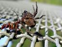 Ballet amoureux ? Non : arachnophagie notoire