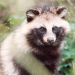 Tanuki, japon