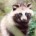 Tanuki, japon