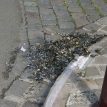 Vieilles moules faisant le trotoir