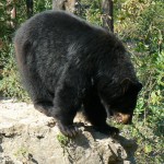 A hunter shoots a bear (ou pas)