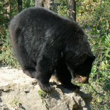 Un hunter shoots a bear (ou pas)