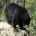 Un hunter shoots a bear (ou pas)