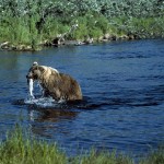 Pêcheur bourré comme un ours