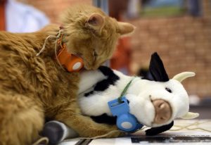 Après les chiens de bergers, les chats de vachers