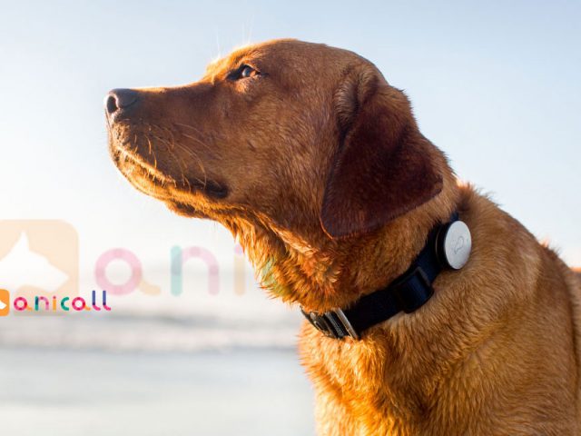 Shiraseru Amu : l’application pour comprendre les animaux, by Anicall Comprendre le langage des chiens et chats